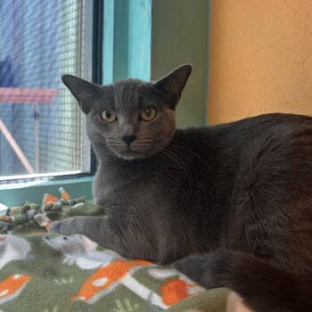 Domestic Short Hair Cats Available for Adoption in Fresno, California - Cebollita | PetCurious
