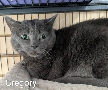 Gregory -  Domestic Short Hair Cat for Adoption in St. Catharines, Ontario - Gregory | PetCurious