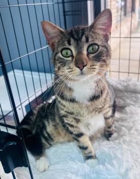 Domestic Short Hair Cats Available for Adoption in Valley Park, Oklahoma - Pluto | PetCurious