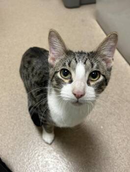Domestic Short Hair Cats Available for Adoption - Clyde - Super Affectionate Little Loverboy! | PetCurious