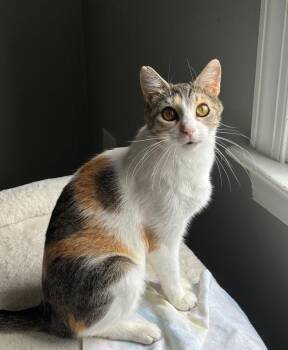 Bunny -  Calico and Domestic Short Hair Cat for Adoption in Garner, North Carolina - Bunny | PetCurious