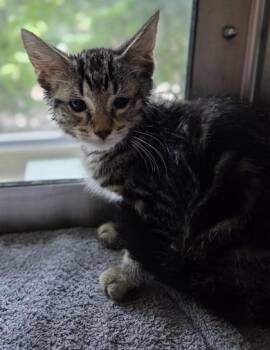 Jimbo -  Domestic Short Hair Cat for Adoption in Westland, Michigan - Jimbo | PetCurious