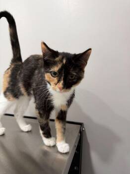 Domestic Short Hair Cats Available for Adoption - Wren | PetCurious