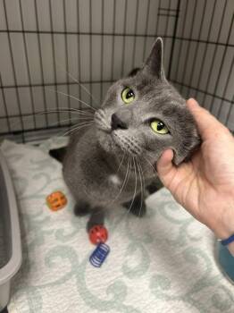 Aqua -  Domestic Short Hair Cat for Adoption in Cape May, New Jersey - Aqua | PetCurious