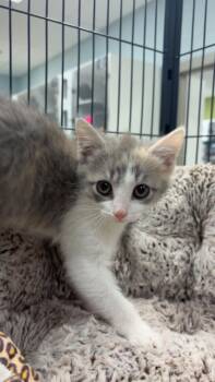 Domestic Short Hair Cats Available for Adoption - Marmalade (S Roan) | PetCurious