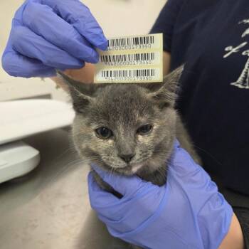 Domestic Short Hair Cats Available for Adoption in Charleston, West Virginia - Private Pancake | PetCurious