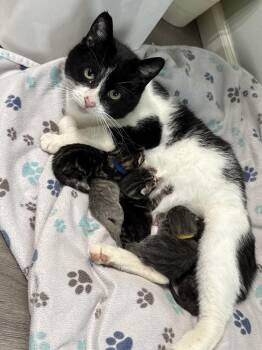 Domestic Short Hair Cats Available for Adoption - Maggie | PetCurious