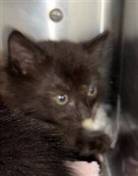 Domestic Short Hair Cats Available for Adoption in Chula Vista, California - MOCHIRI | PetCurious