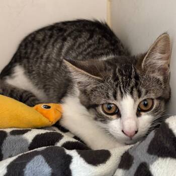 Lucy (Bonded with Hank) -  Domestic Short Hair Cat for Adoption in Naperville, Illinois - Lucy (Bonded With Hank) | PetCurious