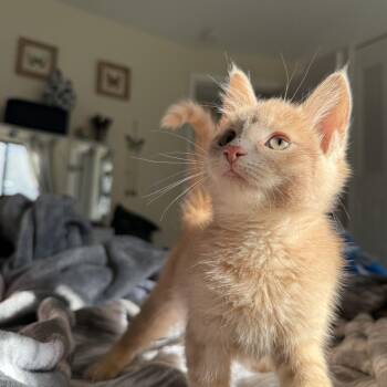 Rescue Domestic Short Hair Cats for Adoption in Miamisburg, Ohio - Oakley | PetCurious