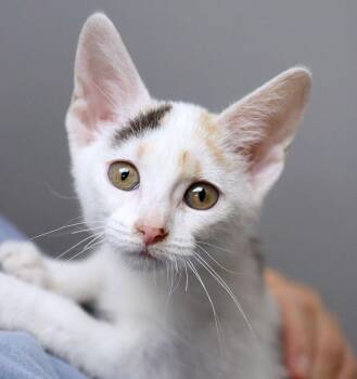 Jellybean (AO37252) -  Domestic Short Hair Cat for Adoption in Kansas City, Kansas - Jellybean (AO37252) | PetCurious