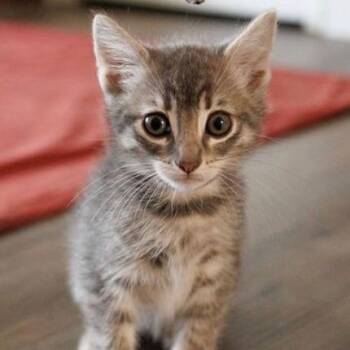 Domestic Short Hair Cats Available for Adoption in Pasadena, California - Baby Girl | PetCurious