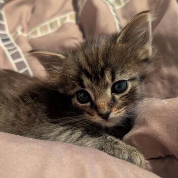 Grover -  Domestic Long Hair Cat for Adoption in Jefferson City, Tennessee - Grover | PetCurious