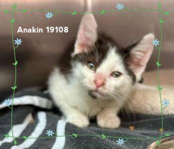 ANAKIN (see also LILLY) -  Domestic Short Hair Cat for Adoption in Marietta, Georgia - ANAKIN (see Also LILLY) | PetCurious