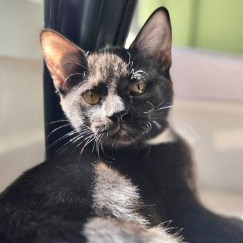 Zuri -  Domestic Short Hair Cat for Adoption in Sonora, California - Zuri | PetCurious