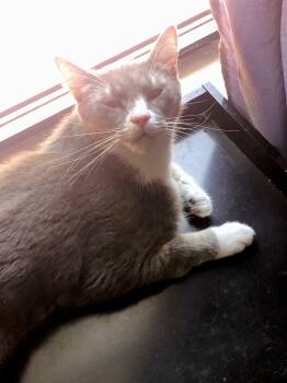 Rescue Domestic Short Hair Cats for Adoption in Port Orange, Florida - Milo (sweet Lover) *watch Video! | PetCurious