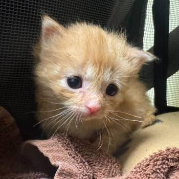 Domestic Short Hair Cats Available for Adoption - Alvin | PetCurious