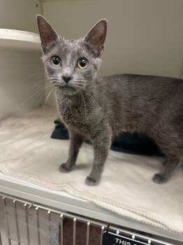 Maggie (Conklin) -  Domestic Short Hair Cat for Adoption in Johnson City, Tennessee - Maggie (Conklin) | PetCurious