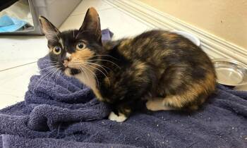 Alley -  Domestic Short Hair Cat for Adoption in Mount Pleasant, Texas - Alley | PetCurious