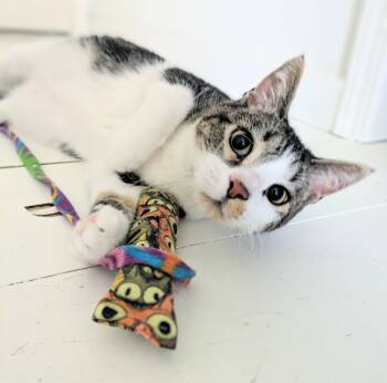 Royal -  Domestic Short Hair Cat for Adoption in Omaha, Nebraska - Royal | PetCurious