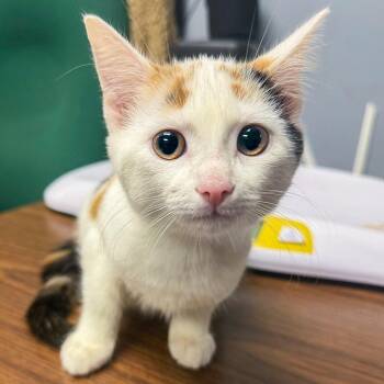 A&M: Margo -  Domestic Short Hair Cat for Adoption in Falls Church, Virginia - A&M: Margo | PetCurious