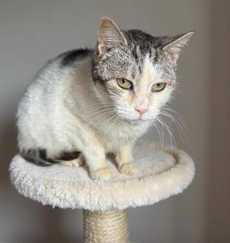 Domestic Short Hair Cats Available for Adoption - Khloe | PetCurious