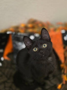 Rescue Domestic Short Hair Cats for Adoption in Fort Lupton, Colorado - Ghouls Night | PetCurious