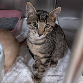 Watermelon -  Domestic Short Hair Cat for Adoption in Reisterstown, Maryland - Watermelon | PetCurious