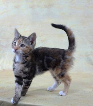 Domestic Short Hair Cats Available for Adoption in Plano, Texas - MERRY - GREAT LOOKS AND PERSONALITY | PetCurious