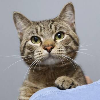 Archie (AO36455) -  Domestic Short Hair Cat for Adoption in Kansas City, Kansas - Archie (AO36455) | PetCurious