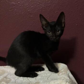Tin Women -  Domestic Short Hair Cat for Adoption in NEW PT RICHEY, Florida - Tin Women | PetCurious