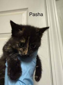 Pasha -  Domestic Short Hair Cat for Adoption in Evansville, Indiana - Pasha | PetCurious