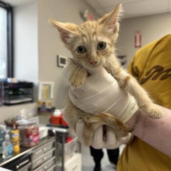 A044638 -  Domestic Short Hair Cat for Adoption in Houston, Texas - A044638 | PetCurious