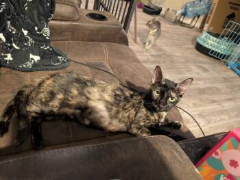 Alize -  Domestic Short Hair Cat Available for Adoption in San Antonio, Texas - Alize | PetCurious