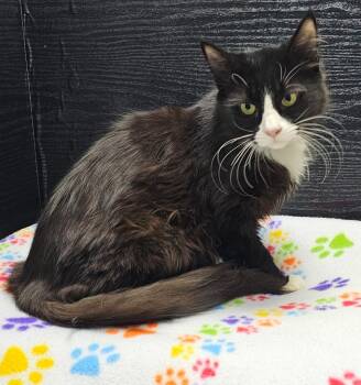 Domestic Long Hair Cats Available for Adoption - Neptune | PetCurious