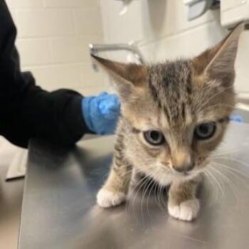 Rescue Domestic Short Hair Cats for Adoption in Leander, Texas - Paul Terguist | PetCurious