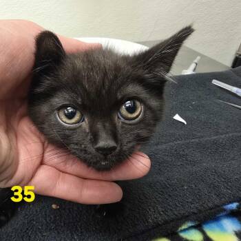 Lux -  Domestic Short Hair Cat for Adoption in Spokane, Washington - Lux | PetCurious