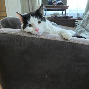 Bubba -  Domestic Short Hair Cat for Adoption in West Olive, Michigan - Bubba | PetCurious