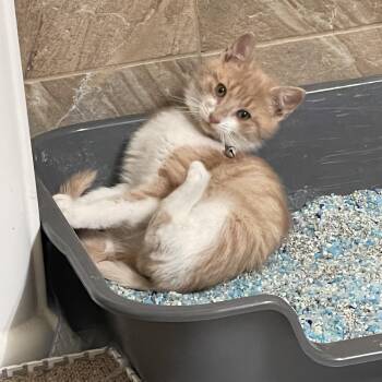 Domestic Short Hair Cats Available for Adoption - Vince Neil | PetCurious