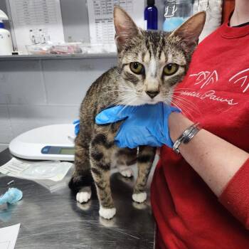 Rainbow -  Domestic Short Hair Cat Available for Adoption in Summerville, South Carolina - Rainbow | PetCurious