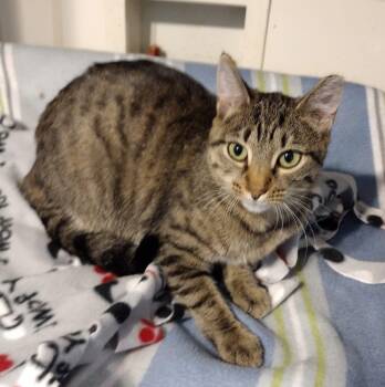 Rescue Domestic Short Hair Cats for Adoption in Lexington, Kentucky - Callie | PetCurious