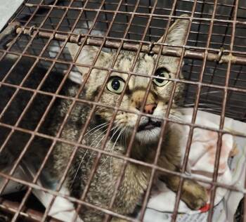 Domestic Short Hair Cats Available for Adoption in San Antonio, Texas - SCRAGGLES | PetCurious