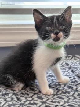Domestic Short Hair Cats Available for Adoption in Newnan, Georgia - Corfu | PetCurious