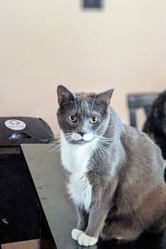 Rescue Domestic Short Hair Cats for Adoption - Bertie | PetCurious