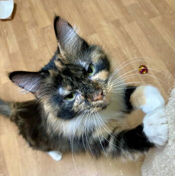 Rescue Domestic Long Hair and Tortoiseshell Cats for Adoption in Fargo, North Dakota - Eugena | PetCurious