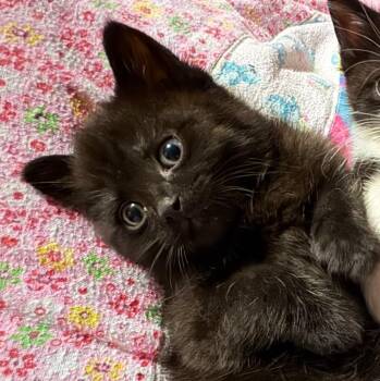 Count -  Domestic Short Hair Cat Available for Adoption in Saginaw, Michigan - Count | PetCurious