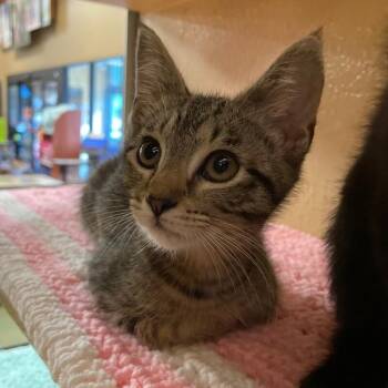 BLT -  Domestic Short Hair Cat for Adoption in Roanoke, Virginia - BLT | PetCurious