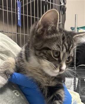 Domestic Short Hair Cats Available for Adoption in Las Vegas, Nevada - SQUEEKS | PetCurious
