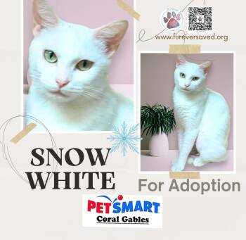 Snow White -  Domestic Short Hair Cat for Adoption in Miami, Florida - Snow White | PetCurious