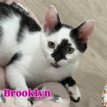 Brooklyn Silverman -  Domestic Short Hair Cat for Adoption in Eagle Mountain, Utah - Brooklyn Silverman | PetCurious